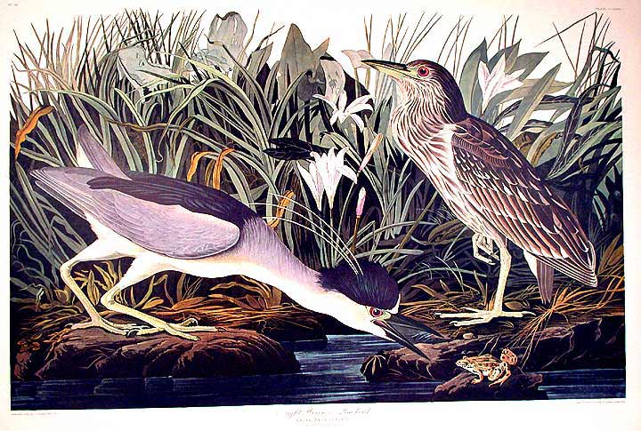 Item #7601 Night Heron or Qua Bird. From "The Birds of America" (Amsterdam Edition). John James AUDUBON.