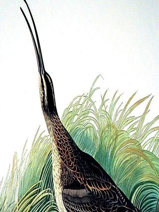 Great Esquimaux Curlew. From "The Birds of America" (Amsterdam Edition)