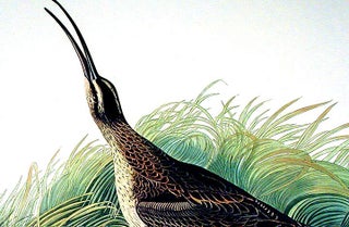 Great Esquimaux Curlew. From "The Birds of America" (Amsterdam Edition)