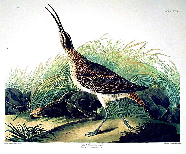 Item #7602 Great Esquimaux Curlew. From "The Birds of America" (Amsterdam Edition). John James AUDUBON.