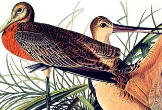 Great Marbled Godwit. From "The Birds of America" (Amsterdam Edition)