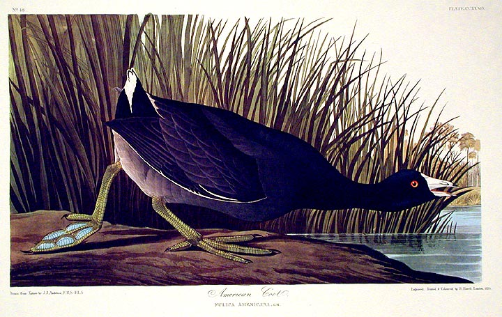 Item #7606 American Coot. From "The Birds of America" (Amsterdam Edition). John James AUDUBON.