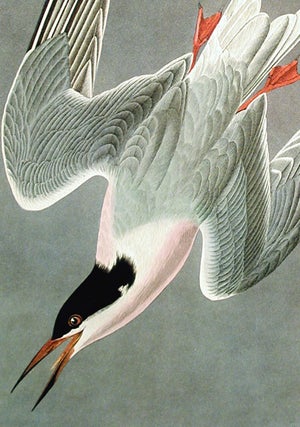 Roseate Tern. Plate 240 from "The Birds of America" (Amsterdam Edition)