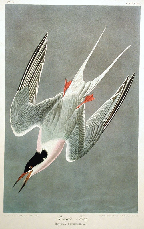 Item #7607 Roseate Tern. Plate 240 from "The Birds of America" (Amsterdam Edition). John James AUDUBON.