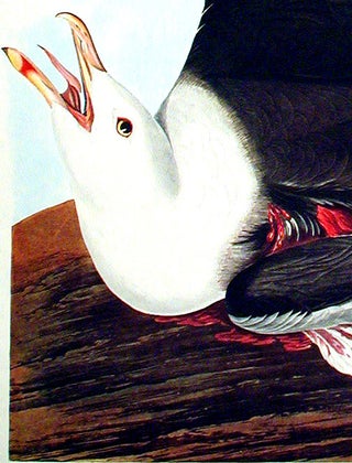 Black-Backed Gull. From "The Birds of America" (Amsterdam Edition)
