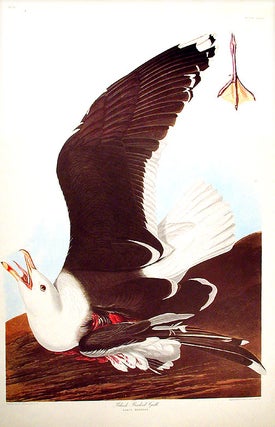 Item #7611 Black-Backed Gull. From "The Birds of America" (Amsterdam Edition). John James AUDUBON