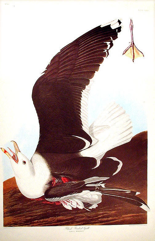 Item #7611 Black-Backed Gull. From "The Birds of America" (Amsterdam Edition). John James AUDUBON.