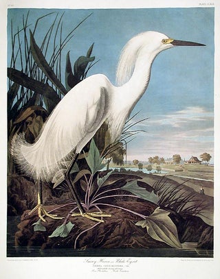 Item #7613 Snowy Heron or White Egret. From "The Birds of America" (Amsterdam Edition). John...