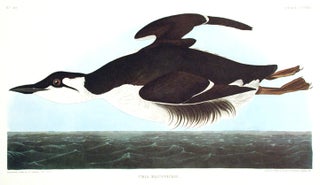 Item #7617 Uria Brunnichii [Large-billed Guillemot]. From "The Birds of America" (Amsterdam...