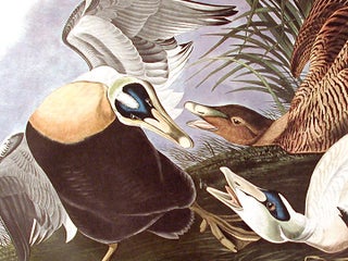 Eider Duck. From "The Birds of America" (Amsterdam Edition)
