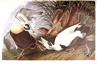 Item #7623 Eider Duck. From "The Birds of America" (Amsterdam Edition). John James AUDUBON