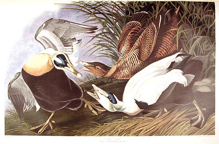 Item #7623 Eider Duck. From "The Birds of America" (Amsterdam Edition). John James AUDUBON.