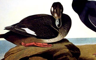 Velvet Duck. From "The Birds of America" (Amsterdam Edition)
