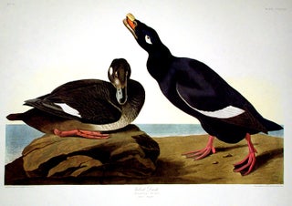 Item #7624 Velvet Duck. From "The Birds of America" (Amsterdam Edition). John James AUDUBON