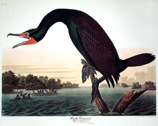 Item #7629 Florida Cormorant. From "The Birds of America" (Amsterdam Edition). John James AUDUBON