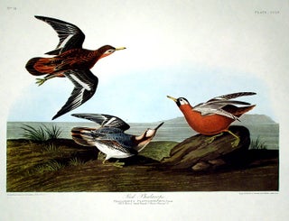 Item #7632 Red Phalarope. From "The Birds of America" (Amsterdam Edition). John James AUDUBON