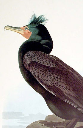 Double-crested Cormorant. From "The Birds of America" (Amsterdam Edition)