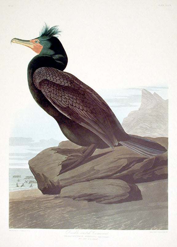 Item #7641 Double-crested Cormorant. From "The Birds of America" (Amsterdam Edition). John James AUDUBON.