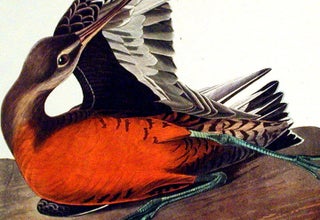 Hudsonian Godwit. From "The Birds of America" (Amsterdam Edition)