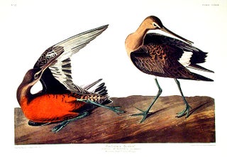 Item #7642 Hudsonian Godwit. From "The Birds of America" (Amsterdam Edition). John James AUDUBON