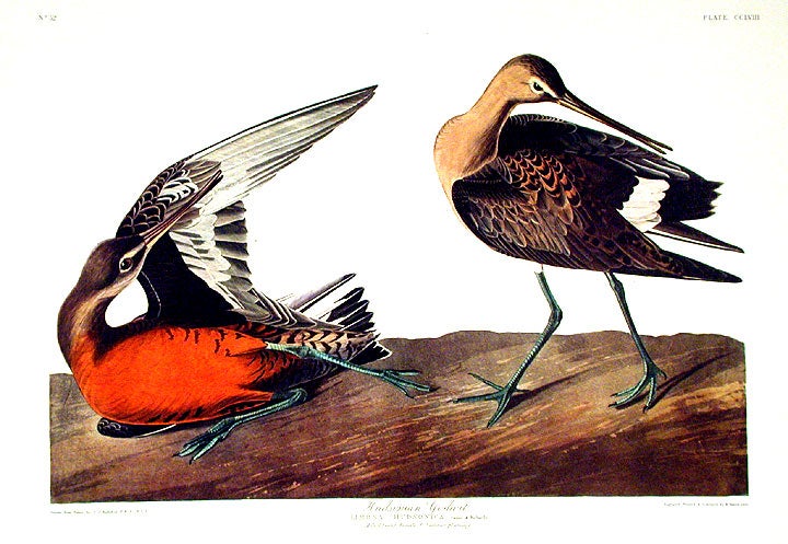 Item #7642 Hudsonian Godwit. From "The Birds of America" (Amsterdam Edition). John James AUDUBON.