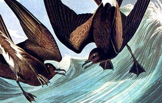 Fork-tail Petrel. From "The Birds of America" pl. 260 (Amsterdam Edition)