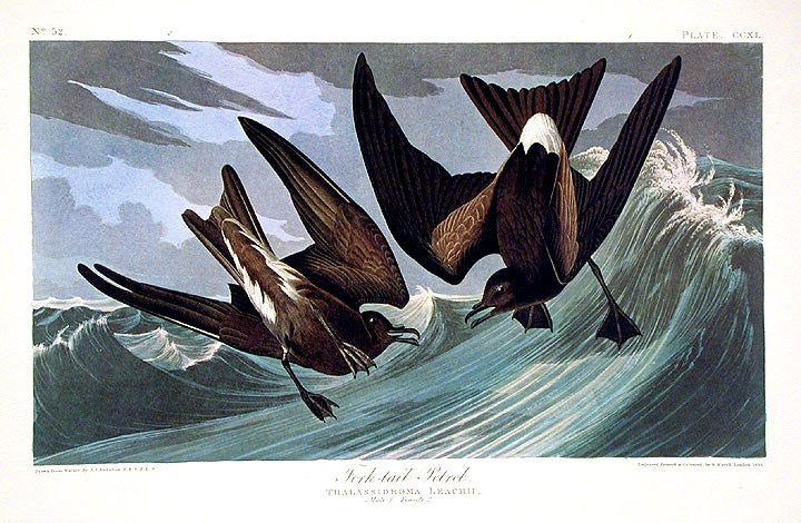 Item #7645 Fork-tail Petrel. From "The Birds of America" pl. 260 (Amsterdam Edition). John James AUDUBON.