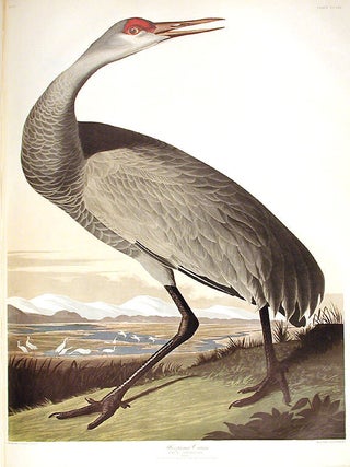 Item #7646 Hooping Crane. [Sandhill Crane] From "The Birds of America" (Amsterdam...