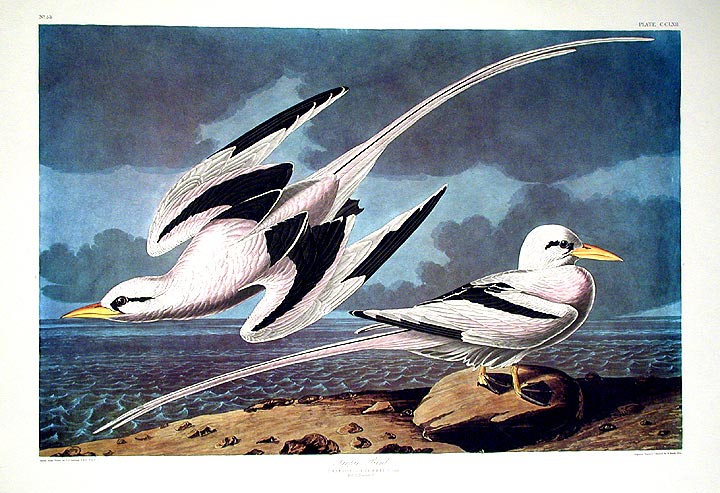 Item #7647 Tropic Bird. From "The Birds of America" (Amsterdam Edition). John James AUDUBON.