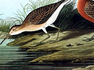 Pigmy Curlew. From "The Birds of America" (Amsterdam Edition)