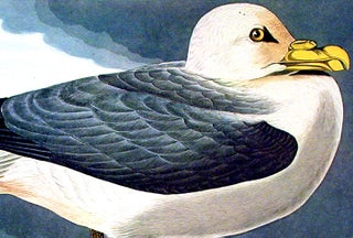 Fulmar Petrel. From "The Birds of America" (Amsterdam Edition)