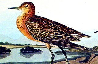 Buff breasted Sandpiper. From "The Birds of America" (Amsterdam Edition)