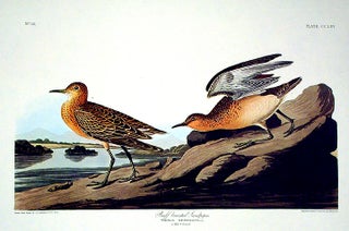 Item #7658 Buff breasted Sandpiper. From "The Birds of America" (Amsterdam Edition). John James...