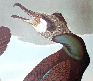 Common Cormorant. From "The Birds of America" (Amsterdam Edition)