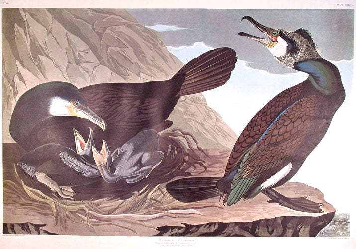 Item #7659 Common Cormorant. From "The Birds of America" (Amsterdam Edition). John James AUDUBON.