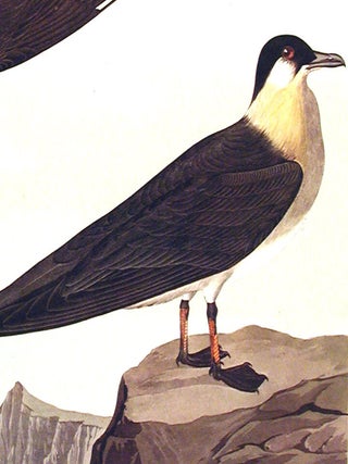 Arctic Jager. From "The Birds of America" (Amsterdam Edition)