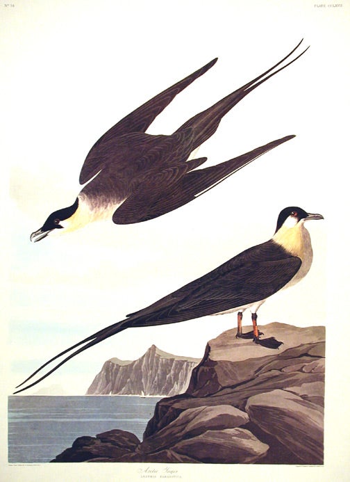 Item #7660 Arctic Jager. From "The Birds of America" (Amsterdam Edition). John James AUDUBON.