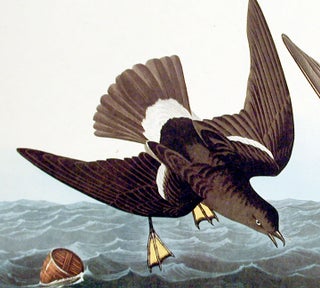 Stormy Petrel. From "The Birds of America" (Amsterdam Edition)