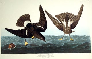 Item #7664 Stormy Petrel. From "The Birds of America" (Amsterdam Edition). John James AUDUBON