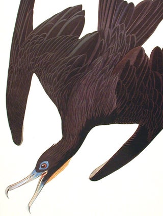 Frigate Pelican. From "The Birds of America" (Amsterdam Edition)