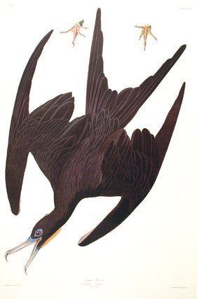 Item #7665 Frigate Pelican. From "The Birds of America" (Amsterdam Edition). John James AUDUBON