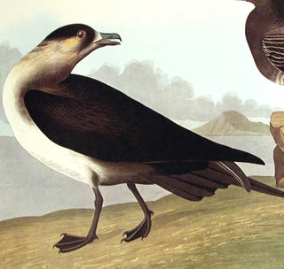 Richardson’s Jager. From "The Birds of America" (Amsterdam Edition)