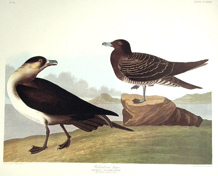Item #7668 Richardson’s Jager. From "The Birds of America" (Amsterdam Edition). John James AUDUBON.