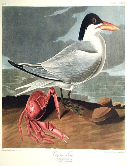 Item #7669 Cayenne Tern. From "The Birds of America" (Amsterdam Edition). John James AUDUBON.