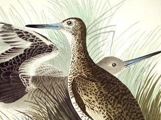 Semipalmated Snipe or Willet. From "The Birds of America" (Amsterdam Edition)