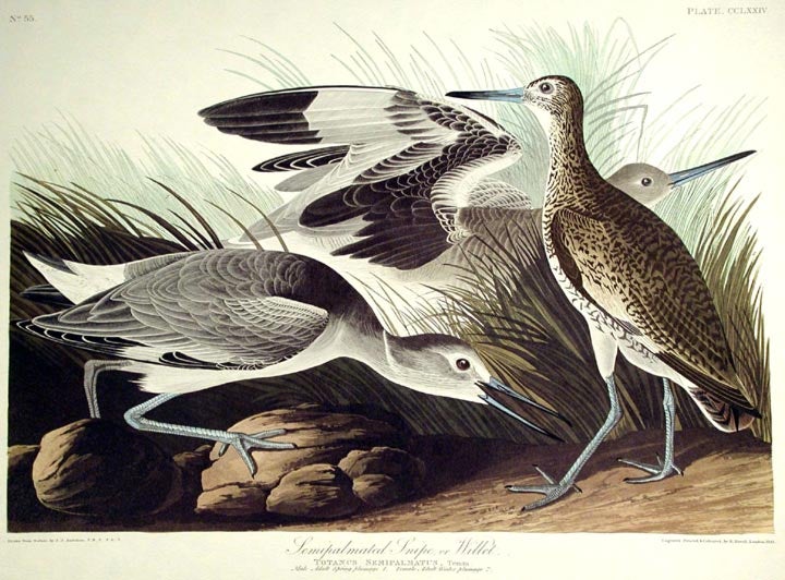 Item #7672 Semipalmated Snipe or Willet. From "The Birds of America" (Amsterdam Edition). John James AUDUBON.