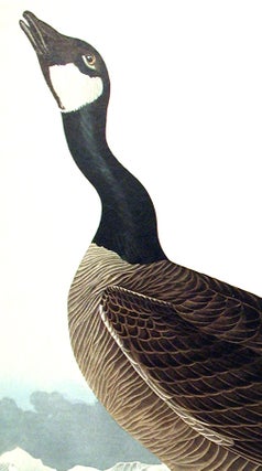 Hutchins's Barnacle Goose. From "The Birds of America" (Amsterdam Edition)