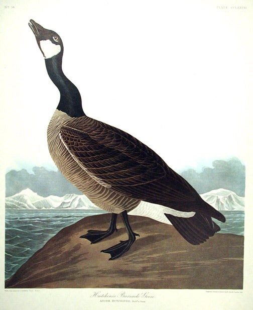 Item #7679 Hutchins's Barnacle Goose. From "The Birds of America" (Amsterdam Edition). John James AUDUBON.