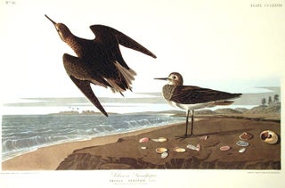Item #7680 Schinz's Sandpiper. From "The Birds of America" (Amsterdam Edition). John James AUDUBON