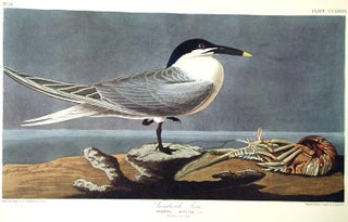 Item #7683 Sandwich Tern. From "The Birds of America" (Amsterdam Edition). John James AUDUBON